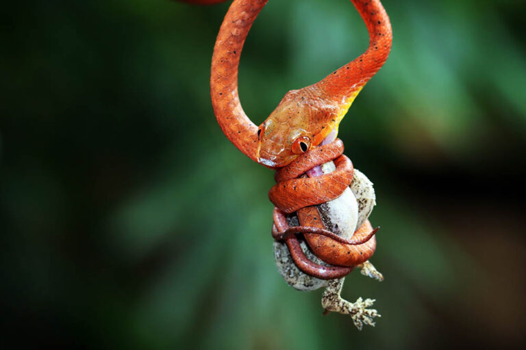 Los invertebrados son criaturas fascinantes